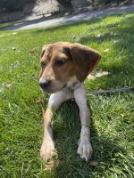 Bluetick Beagle Puppies for sale in Stockton, CA, USA. price: NA