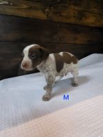 Bluetick Beagle Puppies for sale in Evansville, IN, USA. price: NA