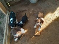 Bluetick Beagle Puppies Photos