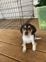 Bluetick Beagle Puppies for sale in Commerce, Georgia. price: $650