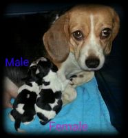 Bluetick Beagle Puppies for sale in Waco, TX, USA. price: NA