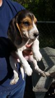 Bluetick Beagle Puppies for sale in West Branch, MI 48661, USA. price: NA