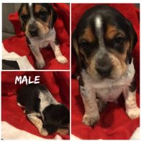 Bluetick Beagle Puppies for sale in Fowlerville, MI 48836, USA. price: NA