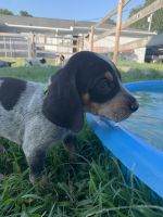 Bluetick Coonhound Puppies for sale in Winston-Salem, NC, USA. price: NA