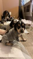 Bluetick Coonhound Puppies for sale in Willow Springs, CA 93560, USA. price: NA