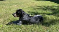 Bluetick Coonhound Puppies for sale in Clarksville, TN, USA. price: NA