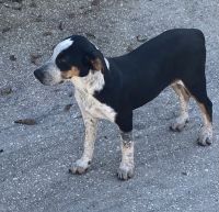 Bluetick Coonhound Puppies for sale in Daphne, AL, USA. price: NA