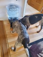 Bluetick Coonhound Puppies for sale in Warren, PA 16365, USA. price: NA