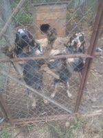 Bluetick Coonhound Puppies Photos