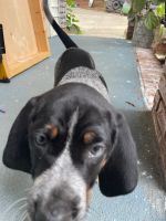 Bluetick Coonhound Puppies for sale in Rock Hill, SC, USA. price: NA
