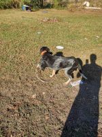 Bluetick Coonhound Puppies for sale in Chocowinity, NC 27817, USA. price: NA