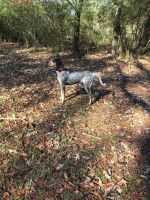 Bluetick Coonhound Puppies for sale in Little Rock, AR, USA. price: NA