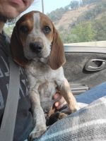 Bluetick Coonhound Puppies for sale in Myrtle Creek, OR 97457, USA. price: NA