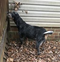 Bluetick Coonhound Puppies for sale in Goldston, NC 27252, USA. price: NA