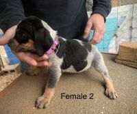 Bluetick Coonhound Puppies for sale in Clermont, GA 30527, USA. price: NA