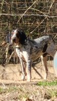 Bluetick Coonhound Puppies for sale in Terry, MS 39170, USA. price: NA