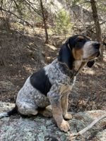 Bluetick Coonhound Puppies for sale in Elizabeth, CO 80107, USA. price: NA