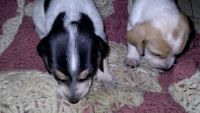 Bluetick Coonhound Puppies Photos