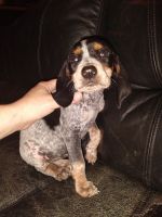 Bluetick Coonhound Puppies for sale in Elkins, WV 26241, USA. price: NA