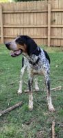 Bluetick Coonhound Puppies for sale in Norman, OK, USA. price: NA