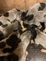 Bluetick Coonhound Puppies for sale in Spencer, IN 47460, USA. price: NA