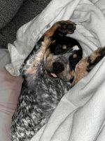 Bluetick Coonhound Puppies for sale in Belleville, IL, USA. price: NA