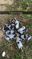 Bluetick Coonhound Puppies for sale in Fayetteville, TX 78940, USA. price: NA