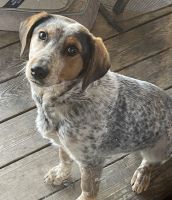 Bluetick Coonhound Puppies for sale in Licking, MO 65542, USA. price: NA