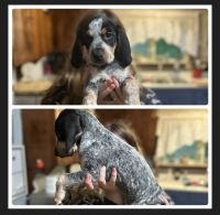 Bluetick Coonhound Puppies for sale in Milton, VT 05468, USA. price: $350
