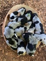 Bluetick Coonhound Puppies for sale in Clermont, GA 30527, USA. price: $600
