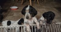 Bluetick Coonhound Puppies for sale in Lockwood, NY 14859, USA. price: $300