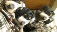 Bluetick Coonhound Puppies for sale in Flint, MI, USA. price: NA