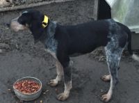 Bluetick Coonhound Puppies for sale in Lexington, KY, USA. price: NA