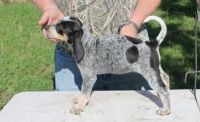 Bluetick Coonhound Puppies for sale in Cincinnati, OH, USA. price: NA
