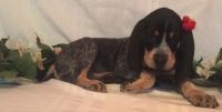 Bluetick Coonhound Puppies for sale in Seattle, WA 98103, USA. price: NA