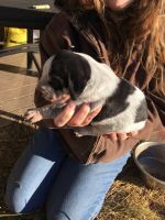 Bluetick Coonhound Puppies for sale in Spencer, IN 47460, USA. price: NA