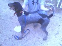 Bluetick Coonhound Puppies for sale in Wilkesboro, NC, USA. price: NA
