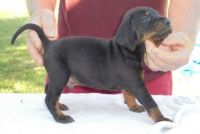 Bluetick Coonhound Puppies for sale in Seattle, WA, USA. price: NA
