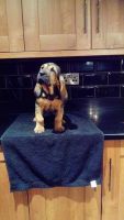 Bluetick Coonhound Puppies for sale in Atlanta, GA, USA. price: NA