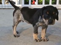 Bluetick Coonhound Puppies for sale in Cheyenne, WY 82001, USA. price: NA