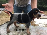 Bluetick Coonhound Puppies for sale in Clermont, GA 30527, USA. price: NA