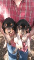Bluetick Coonhound Puppies for sale in Headland, AL, USA. price: NA