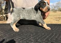 Bluetick Coonhound Puppies for sale in Houston, TX, USA. price: NA