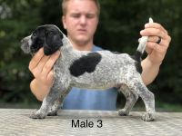 Bluetick Coonhound Puppies for sale in Hookerton, NC, USA. price: NA