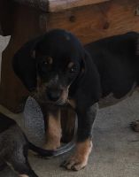 Bluetick Coonhound Puppies for sale in Centre, AL 35960, USA. price: NA