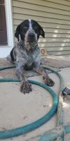 Bluetick Coonhound Puppies for sale in 1670 345th Ave, Wever, IA 52658, USA. price: NA
