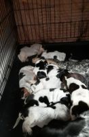 Bluetick Coonhound Puppies for sale in Forest Hill, MD, USA. price: NA