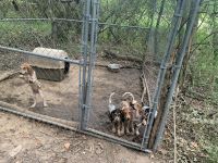Bluetick Coonhound Puppies for sale in Sardis, MS 38666, USA. price: NA