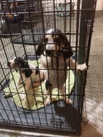 Bluetick Coonhound Puppies for sale in Minot AFB, ND, USA. price: NA