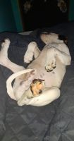 Bluetick Coonhound Puppies for sale in Cedar Rapids, IA, USA. price: NA